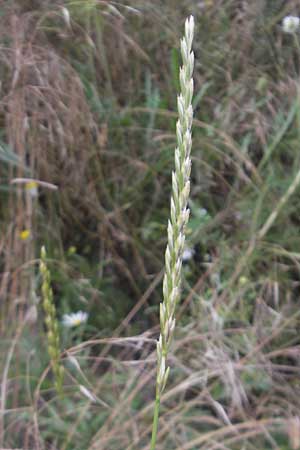 Elymus repens \ Kriechende Quecke / Couch Grass, D Mannheim 25.6.2012