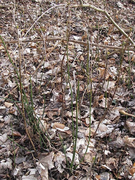 Equisetum hyemale \ Winter-Schachtelhalm / Rough Horsetail, Dutch Rush, D Ketsch 5.3.2013