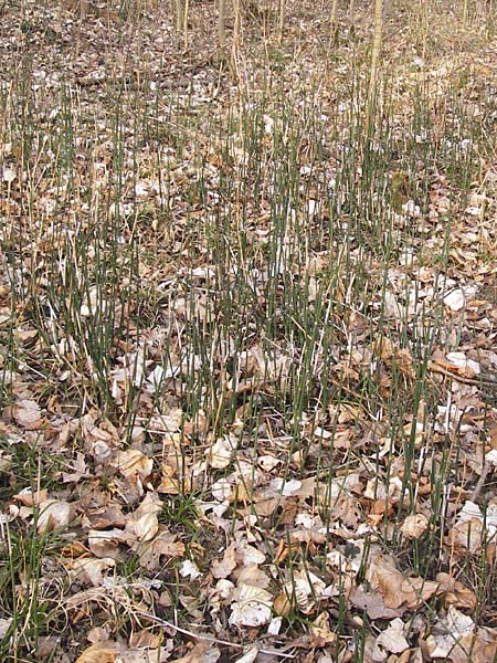 Equisetum hyemale \ Winter-Schachtelhalm / Rough Horsetail, Dutch Rush, D Ketsch 5.3.2013