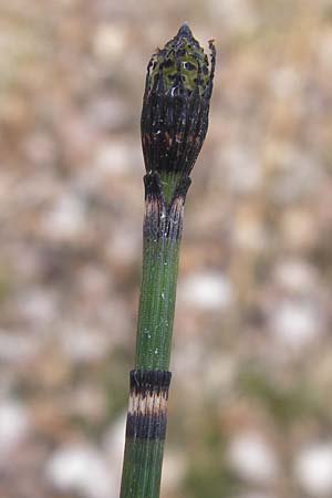 Equisetum hyemale \ Winter-Schachtelhalm / Rough Horsetail, Dutch Rush, D Ketsch 5.3.2013