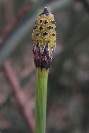 Equisetum hyemale \ Winter-Schachtelhalm / Rough Horsetail, Dutch Rush, D Weinheim-Lützelsachsen 6.3.2013