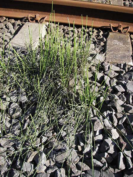 Equisetum ramosissimum \ stiger Schachtelhalm / Branched Horsetail, D Bürstadt 4.6.2013