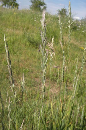 Elymus campestris x repens ? \ Kriechende Quecke, D Mannheim 1.7.2013