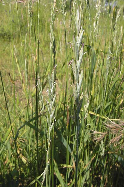 Elymus campestris x repens ? \ Kriechende Quecke / Couch Grass, D Mannheim 1.7.2013