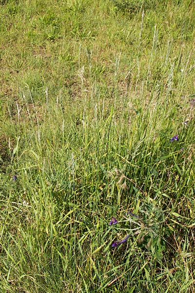 Elymus campestris x repens ? \ Kriechende Quecke, D Mannheim 1.7.2013