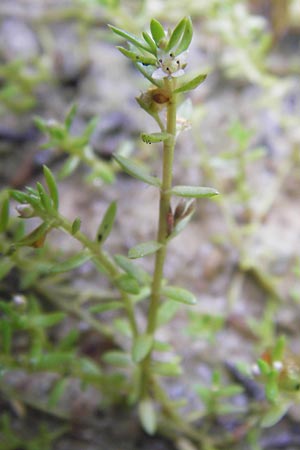 Crassula helmsii \ Nadelkraut, Helms Dickblatt / Swamp Stonecrop, New Zealand Pygmyweed, D Wetter 7.9.2013