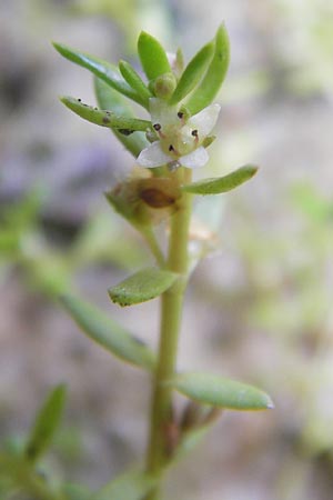 Crassula helmsii \ Nadelkraut, Helms Dickblatt / Swamp Stonecrop, New Zealand Pygmyweed, D Wetter 7.9.2013