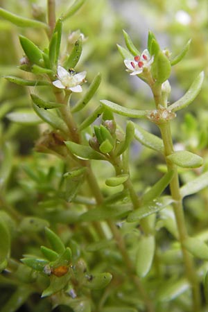 Crassula helmsii, Swamp Stonecrop, New Zealand Pygmyweed