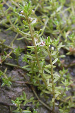 Crassula helmsii \ Nadelkraut, Helms Dickblatt / Swamp Stonecrop, New Zealand Pygmyweed, D Wetter 7.9.2013