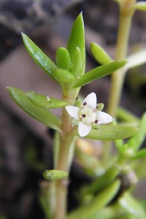 Crassula helmsii / Swamp Stonecrop, New Zealand Pygmyweed, D Wetter 7.9.2013