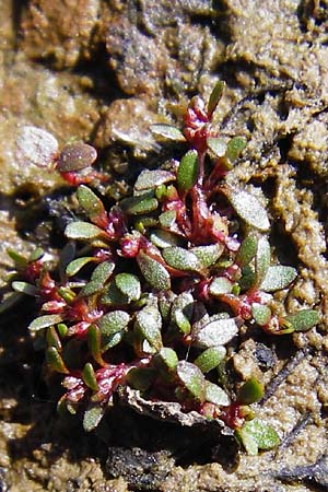 Elatine hydropiper \ Wasserpfeffer-Tnnel / Eight-Stamen Waterwort, D Schwarzenborn 1.6.2014