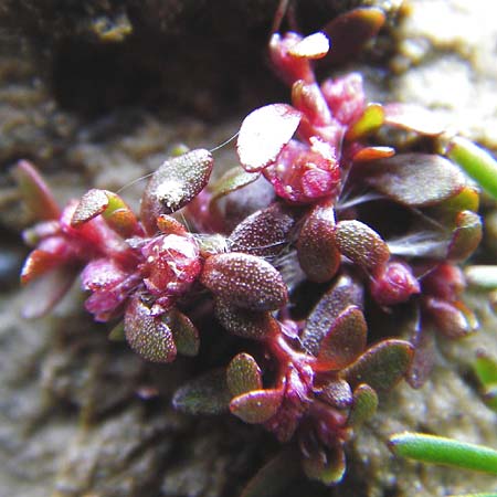 Elatine hydropiper \ Wasserpfeffer-Tnnel / Eight-Stamen Waterwort, D Schwarzenborn 1.6.2014