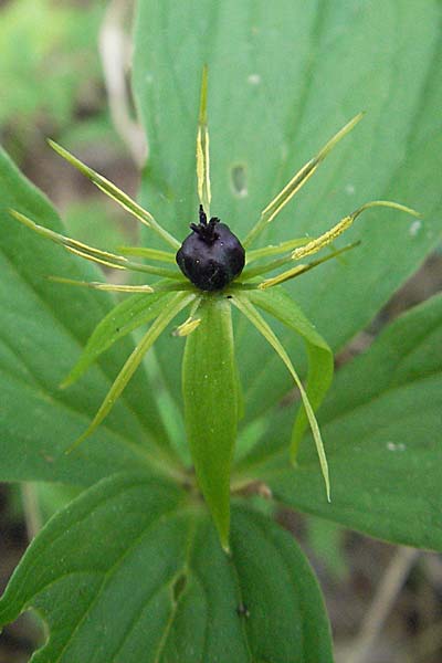 Paris quadrifolia \ Einbeere / Herb Paris, D Ketsch 4.5.2006