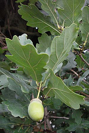 Quercus robur forma fastigiata / Pyramidal Oak, D Babenhausen-Harreshausen 11.8.2007