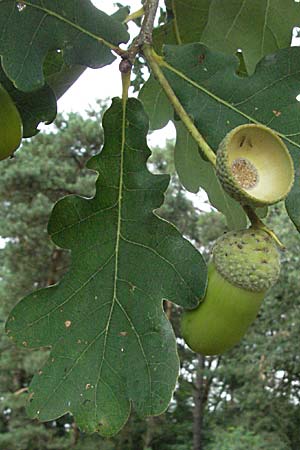 Quercus petraea \ Trauben-Eiche / Sessile Oak, D Mannheim 19.8.2007