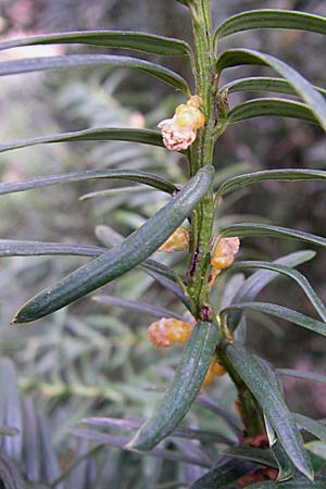 Taxus baccata / Yew, D Weinheim an der Bergstraße 15.3.2008