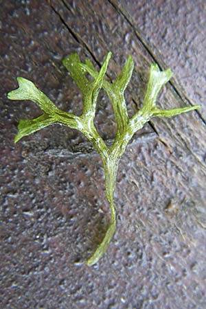 Riccia fluitans agg. \ Untergetauchtes Stern-Lebermoos / Crystalwort, Slender Riccia, D Eisenberg 17.8.2008