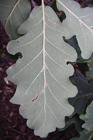 Quercus petraea \ Trauben-Eiche / Sessile Oak, D Rheinhessen, Wonsheim 2.9.2008