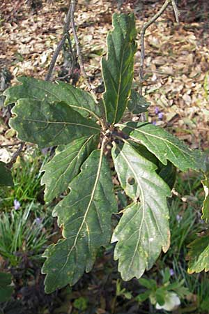 Quercus x turneri \ Wintergrne Eiche, D Weinheim an der Bergstraße, Botan. Gar.  Hermannshof 17.3.2009