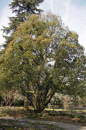 Quercus x turneri \ Wintergrne Eiche / Turner's Oak, D Weinheim an der Bergstraße, Botan. Gar.  Hermannshof 17.3.2009
