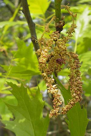 Quercus palustris \ Sumpf-Eiche, Nagel-Eiche, D Viernheim 29.4.2010