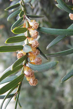 Taxus baccata \ Eibe, D Mannheim 19.3.2014