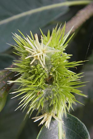 Castanea sativa \ Edel-Kastanie, Ess-Kastanie, D Bad Dürkheim 11.7.2010