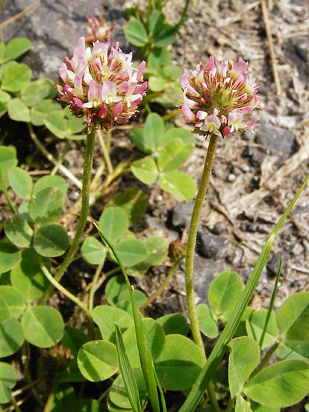 Trifolium fragiferum / Strawberry Clover, D Münzenberg 26.7.2014