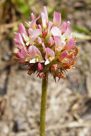 Trifolium fragiferum / Strawberry Clover, D Münzenberg 26.7.2014