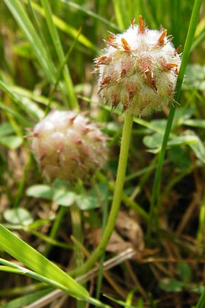 Trifolium fragiferum / Strawberry Clover, D Münzenberg 26.7.2014