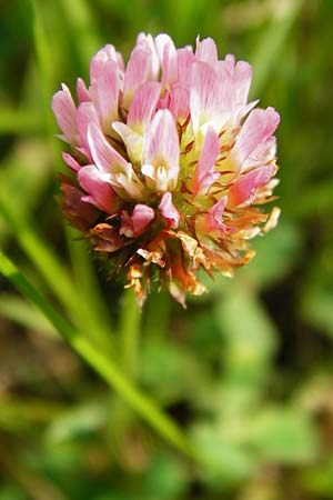 Trifolium fragiferum / Strawberry Clover, D Münzenberg 26.7.2014