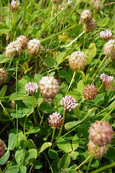 Trifolium fragiferum / Strawberry Clover, D Münzenberg 26.7.2014