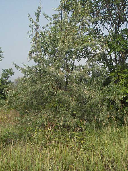 Elaeagnus angustifolia \ Schmalblttrige lweide / Narrow-Leaved Oleaster, Russian Olive, D Mannheim 16.9.2006