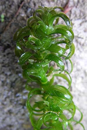 Elodea nuttallii \ Nuttalls Wasserpest / Nuttall's Waterweed, D Karlsruhe 31.7.2008