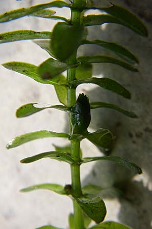 Elodea canadensis \ Kanadische Wasserpest, D Karlsruhe 31.7.2008