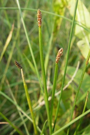 Eleocharis palustris subsp. vulgaris \ Grofrchtige Gewhnliche Sumpfbinse / Common Spike Rush, D Bad Nauheim 20.7.2009