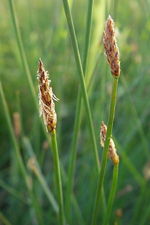 Eleocharis palustris subsp. vulgaris \ Grofrchtige Gewhnliche Sumpfbinse / Common Spike Rush, D Bad Nauheim 20.7.2009