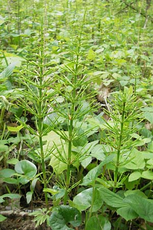 Equisetum x litorale \ Ufer-Schachtelhalm, D Günzburg 8.5.2010