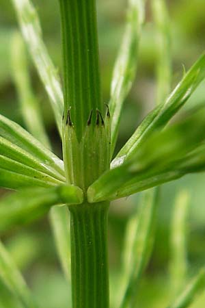 Equisetum x litorale \ Ufer-Schachtelhalm / Hybrid Horsetail, D Günzburg 8.5.2010