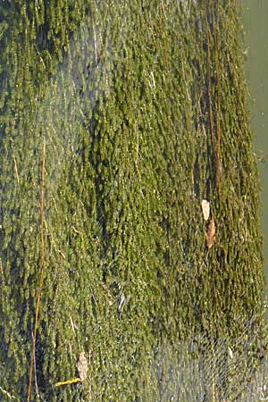 Elodea nuttallii / Nuttall's Waterweed, D Karlsruhe 31.7.2008