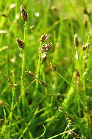 Eleocharis acicularis \ Nadel-Sumpfbinse / Needle Spike Rush, D Karlsruhe 26.9.2009