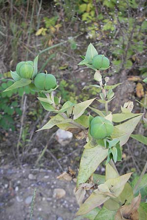 Euphorbia lathyris \ Kreuzblttrige Wolfsmilch / Caper Spurge, D Mannheim 11.7.2011