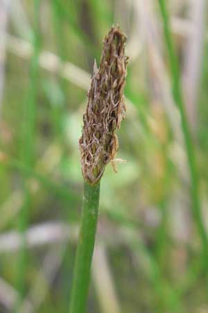 Eleocharis palustris \ Gewhnliche Sumpfbinse, Gemeine Sumpfsimse / Common Spike Rush, D Hassloch 21.6.2012