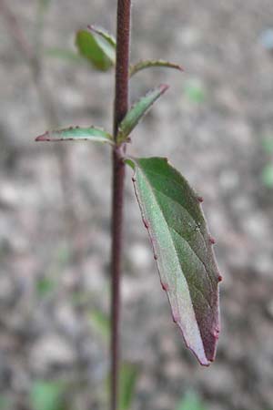 Epilobium lanceolatum \ Lanzettblttriges Weidenrschen / Spear-Leaved Willowherb, D Ludwigshafen 2.7.2012