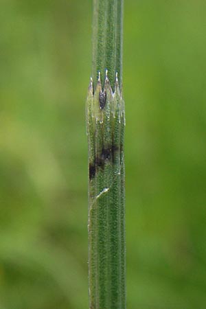 Equisetum x dycei \ Dyces Schachtelhalm, D Odenwald, Airlenbach 26.7.2013