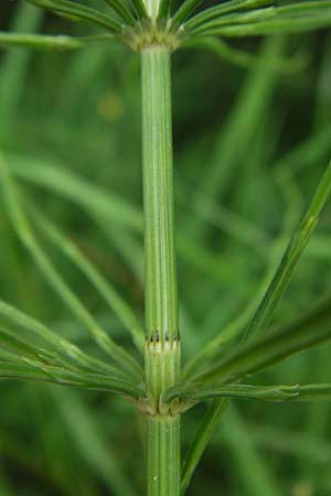 Equisetum x dycei \ Dyces Schachtelhalm / Dyce's Hybrid Horsetail, D Odenwald, Airlenbach 26.7.2013