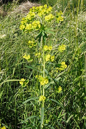 Euphorbia lucida \ Glnzende Wolfsmilch, D Gimbsheim 23.5.2014