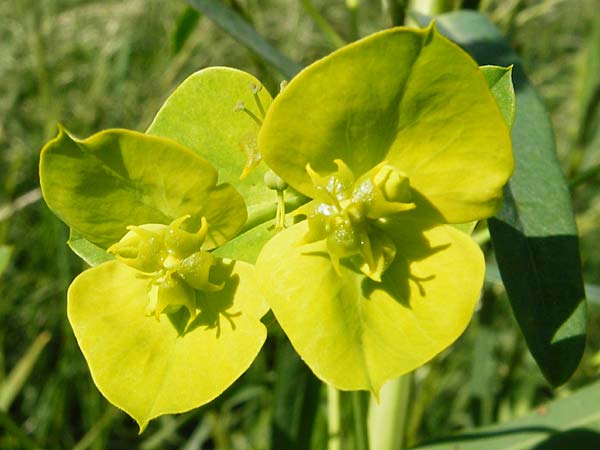 Euphorbia lucida \ Glnzende Wolfsmilch, D Gimbsheim 23.5.2014