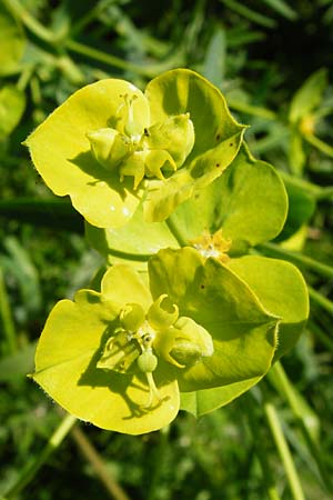 Euphorbia lucida \ Glnzende Wolfsmilch, D Gimbsheim 23.5.2014