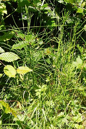 Equisetum x litorale \ Ufer-Schachtelhalm / Hybrid Horsetail, D Odenwald, Reichelsheim 5.6.2014